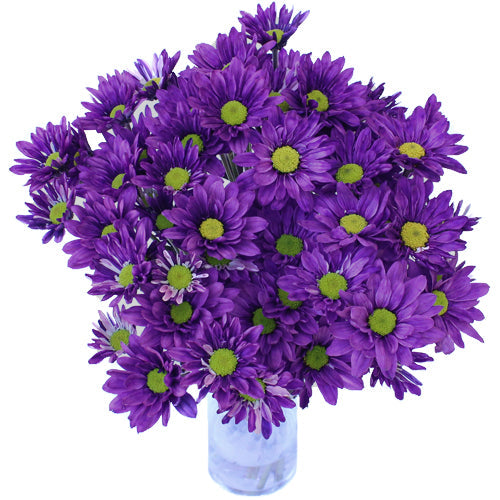 Purple Daisy Flower Enhanced