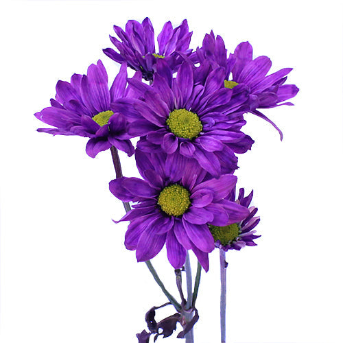 Purple Daisy Flower Enhanced
