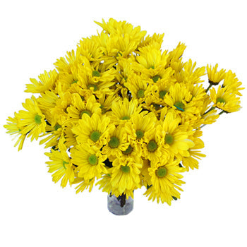 True Yellow Daisy Flower Enhanced
