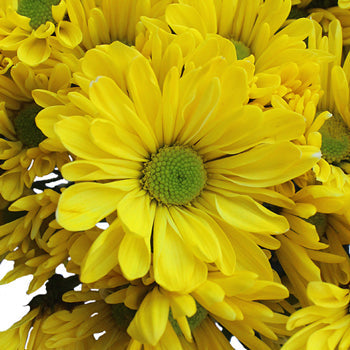 True Yellow Daisy Flower Enhanced
