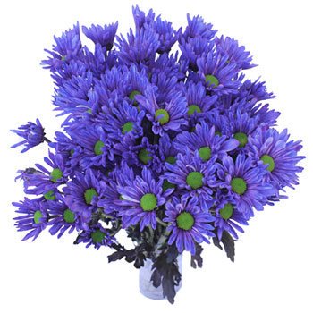 Indigo Violet Daisy Flower Enhanced