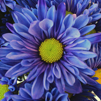 Indigo Violet Daisy Flower Enhanced