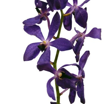 Dark Blue Purple Mokara Orchid