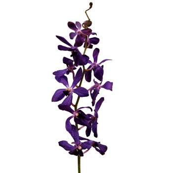 Dark Blue Purple Mokara Orchid