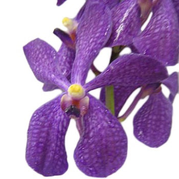 Dark Blue Purple Mokara Orchid