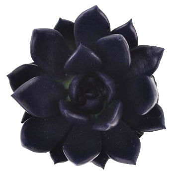 Blue Black Enhanced Succulent