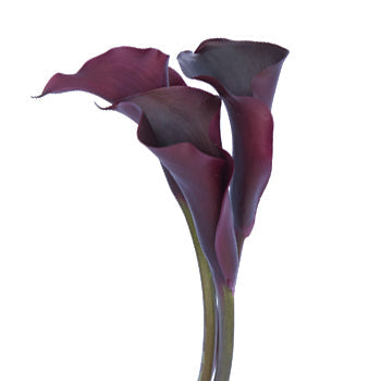 Dark Eggplant Mini Calla Lily Flower