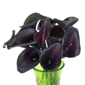 Dark Eggplant Mini Calla Lily Flower