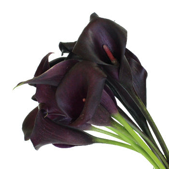 Dark Eggplant Mini Calla Lily Flower