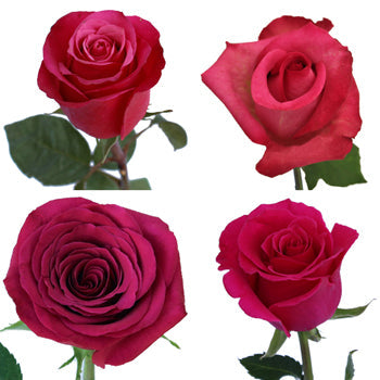 Dark Pink Roses