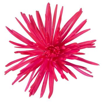 Hot Pink Airbrushed Spider Flower