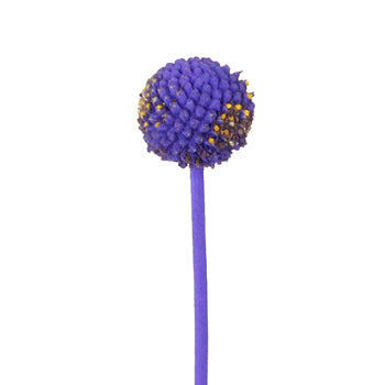 Mystical Grape Billy Balls Flower