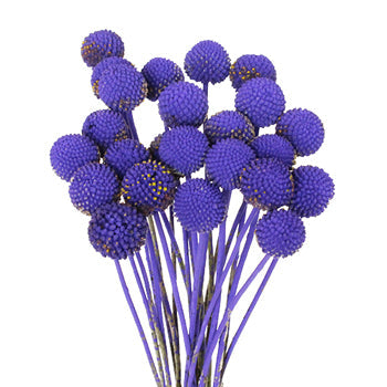 Mystical Grape Billy Balls Flower