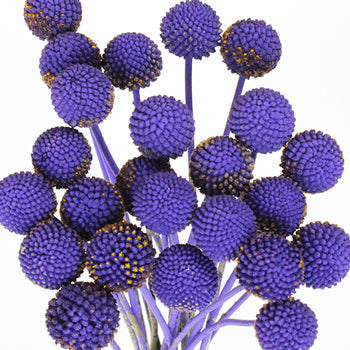 Mystical Grape Billy Balls Flower
