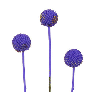 Mystical Grape Billy Balls Flower