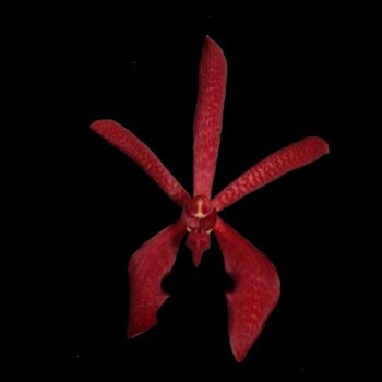 Dark Red Aranthera Orchids