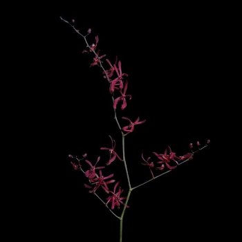 Dark Red Aranthera Orchids