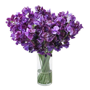 Dark Purple Designer Japanese Sweet Peas