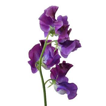 Dark Purple Designer Japanese Sweet Peas