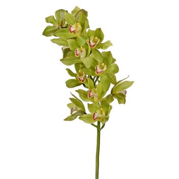 Green Fresh Cymbidium Orchids Burgundy Lip