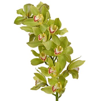 Cymbidium Orchids Green Overnight
