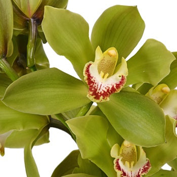 Wholesale Mother\'s Day Pastel Cymbidium Orchids
