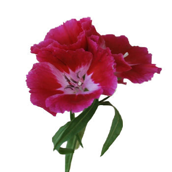 Dark Pink Bulk Godetias