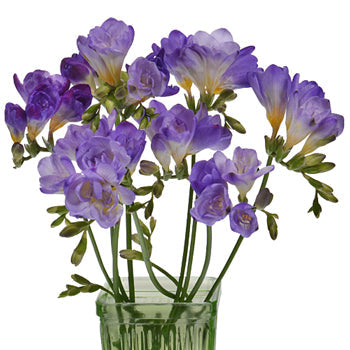 Grape Ice Designer Freesia Flower