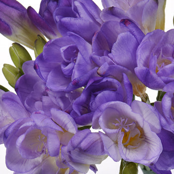 Grape Ice Designer Freesia Flower