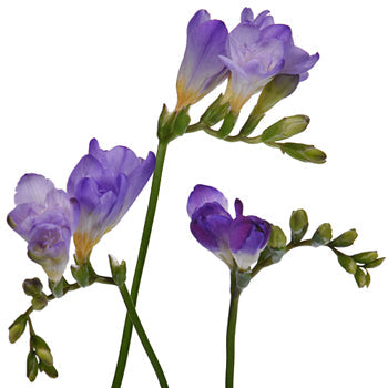 Grape Ice Designer Freesia Flower