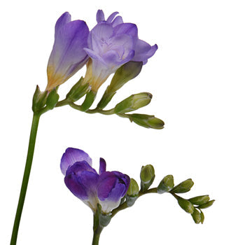 Grape Ice Designer Freesia Flower
