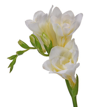 White Designer Freesia Flower