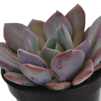 Frosted Plum Succulent Bloom