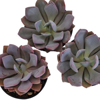 Frosted Plum Succulent Bloom