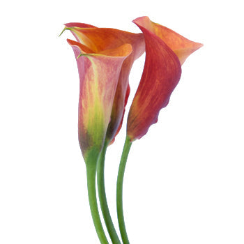 Blood Orange Mini Calla Lily