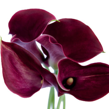 Deep Purple Wine Bulk Mini Calla Lilies