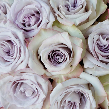 Frosted Amethyst Rose