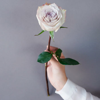 Frosted Amethyst Rose