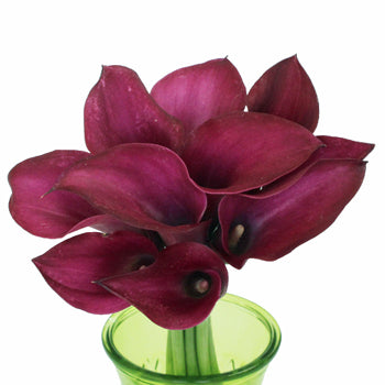 Berry Burst Mini Colored Calla Lily
