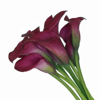 Berry Burst Mini Colored Calla Lily