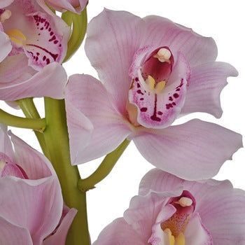 Cymbidium Orchids Pinky Lavender Flower