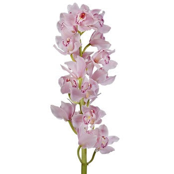 Cymbidium Orchids Pinky Lavender Flower