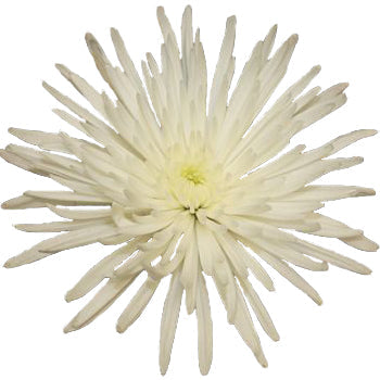Super White Spider Mum Flower DeliStar