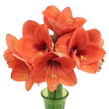 Apricot Orange Amaryllis Flower