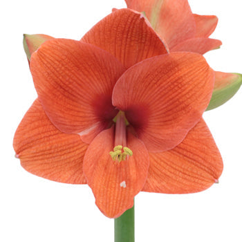 Apricot Orange Amaryllis Flower