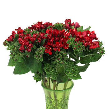 Bouvardia Red Flower