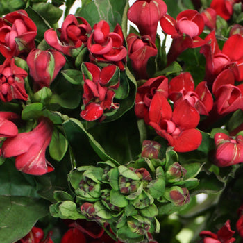 Ready To Go Wholesale Centerpieces Card