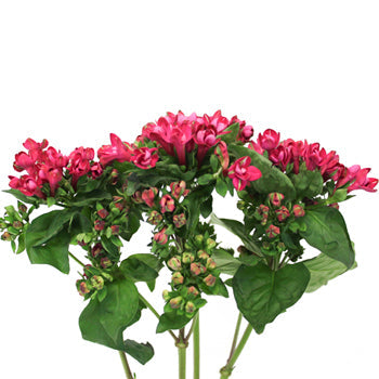 Bouvardia Pink Flower
