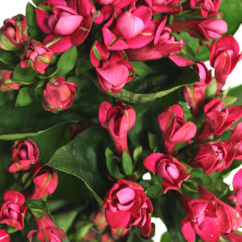 Bouvardia Pink Flower