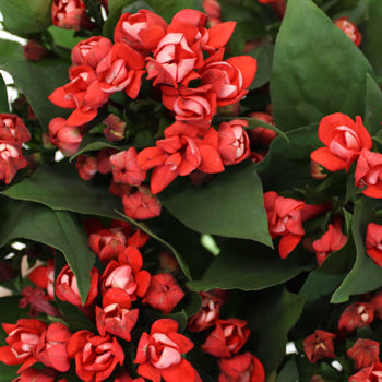 Bouvardia Coral Flower
